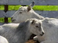 Raposo.Goat.jpg