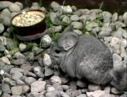 Chinchilla