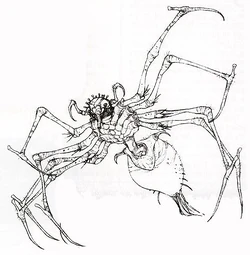 Purella egas.jpg