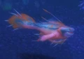 Mudfin Frenzy.jpg