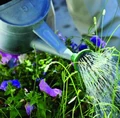 Garden.png