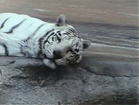 WhoYouLookinAtTiger.Refilmed.jpg