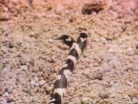 2headedsnake.jpg