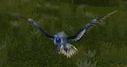 Wild Sparrowhawk
