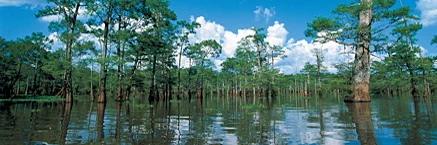 Main bengal swamp.jpg