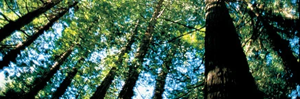 Main northern forest.jpg
