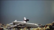 4x02 Plane toy Bottom.jpg