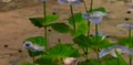 Figwort insects.jpg