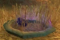 Blue Raptor Nest.jpg