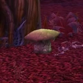 Fel Cone Fungus.jpg