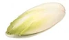 Lettuce endive
