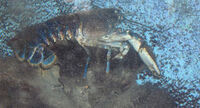 Europeanlobster