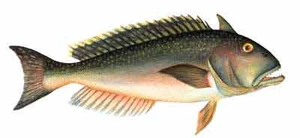 Tilefish