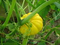 Squash