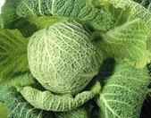 Image of Warm Cabbage Salad With Bacon And Roquefort, Recipes Wiki