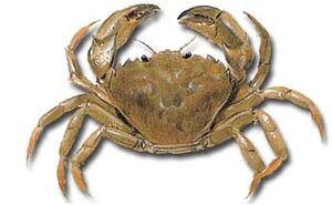 Crabs