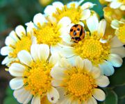 Welcomeflowers-7047