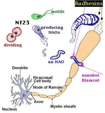 NAOP.png
