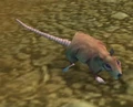 Dig Rat.jpg