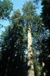 Redwood.jpg