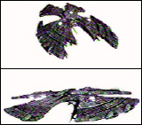 Garuda Class