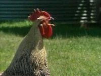 Roostersound.jpg