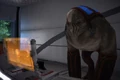 Elcor