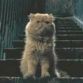 Crookshanks4.jpg