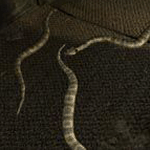 Monster Guide A-G Adder