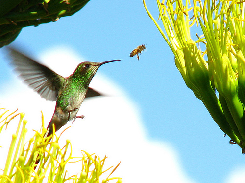 image hummingbird bug 955 jpg symbolism wiki image hummingbird bug 955 jpg symbolism wiki
