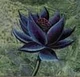 BlackLotus