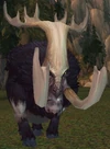Island Shoveltusk