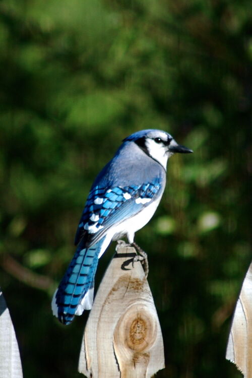 Blue jay Symbolism Wiki