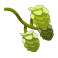 Hop