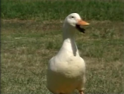 Whatsounddoesaduckmake