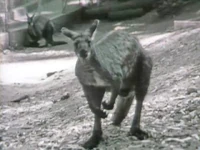 KangarooBlues.jpg