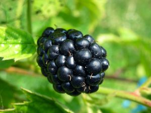 Blackberry Fruit Wiki