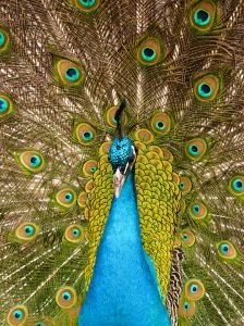 the colour peacock