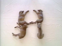 Wegmandogs.H