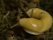 Imaslug