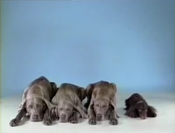 WegmanDogs.Oneofthesethings-2