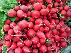 Radish