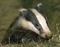 BADGER!!!