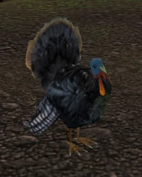 Turkey