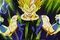 Majinvegeta225nb