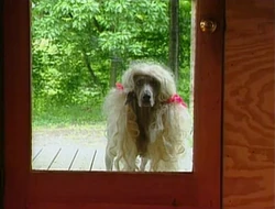 Wegman.Goldilocks