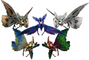 Moths