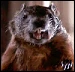 Spoiler-critter.jpg