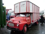 Bedford VGY 184 horse box Sandbach