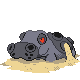 Hippowdon Pt hembra